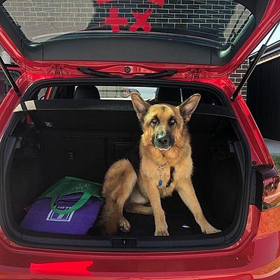 Dogs in VW's-tyson-jpg