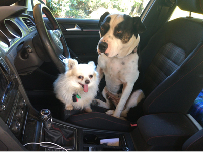 Dogs in VW's-bxs9u2m-png